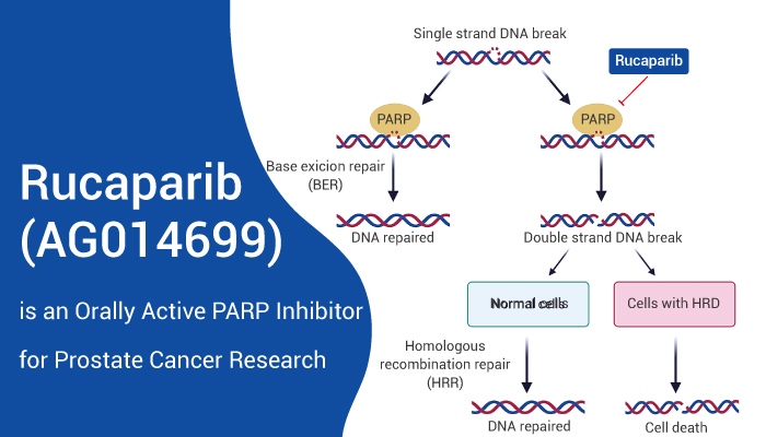 1776415021901254.jpg 前列腺癌PARP-Inhibitor.jpg