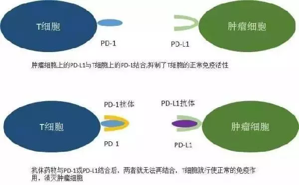 赴美就医    盘点PD-1/PD-L1肺癌免疫靶向新药及美国肺癌医院专家临床试验